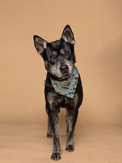 An adult large-sized male Mixed Breed dog named Dondone for adoption in Atlanta, GA