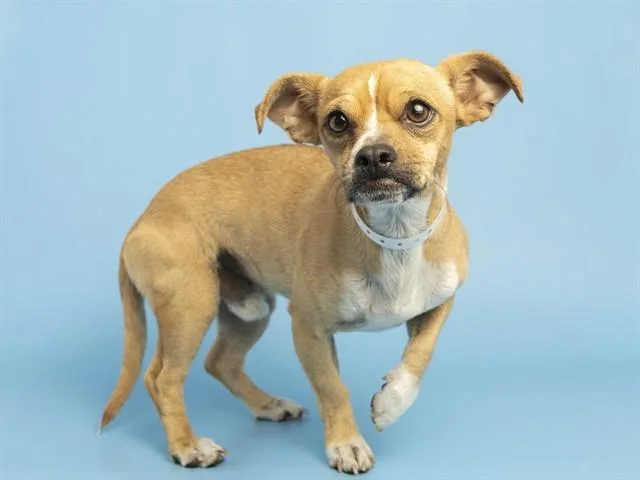 A young small-sized male Chihuahua dog named Bruno for adoption in Phoenix, AZ