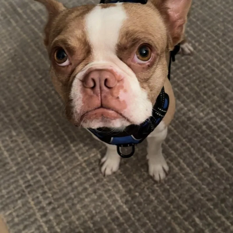 A young medium-sized male Boston Terrier dog named Rocco for adoption in oriskany, NY