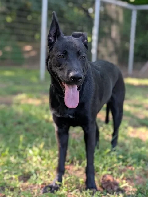 A young medium-sized female German Shepherd Dog dog named Mina for adoption in Sacramento, CA