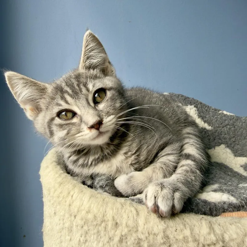 A baby small-sized female Gray / Blue / Silver Domestic Short Hair cat named Karol G for adoption in San Pablo, CA
