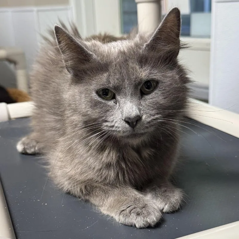 An adult small-sized female Gray / Blue / Silver Domestic Short Hair cat named Vivian for adoption in Blue Ridge, GA