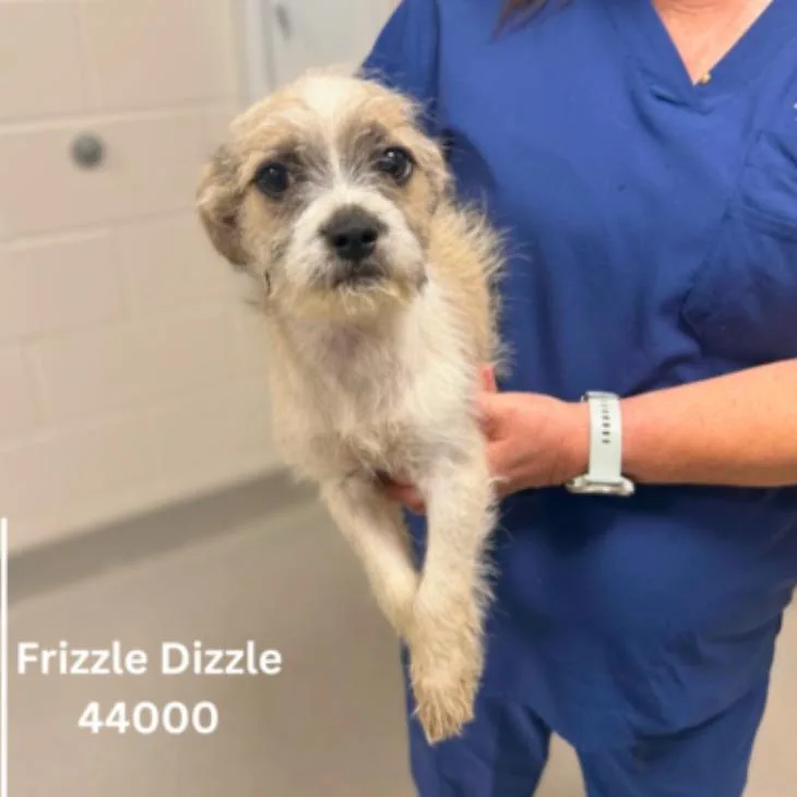 Frizzle