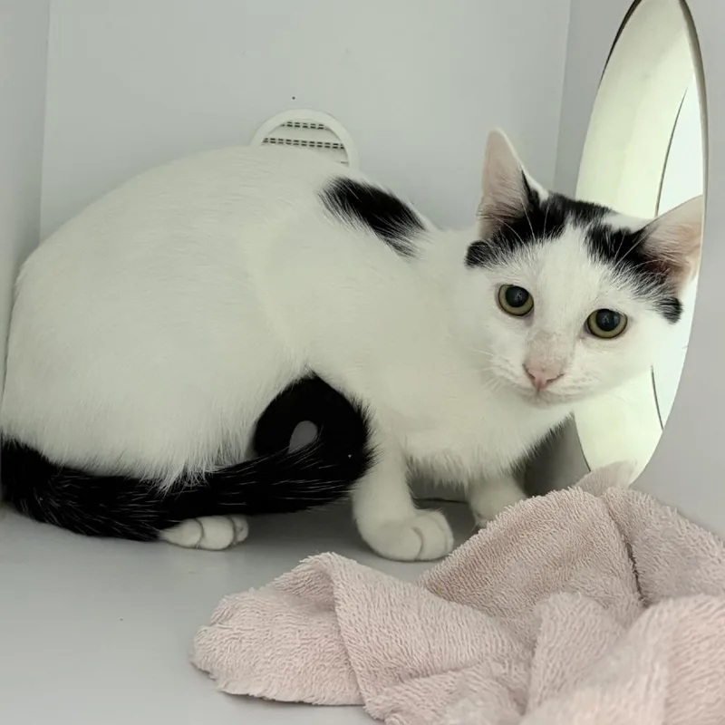 A baby small-sized male White Domestic Short Hair cat named Tuna for adoption in Tyler, TX