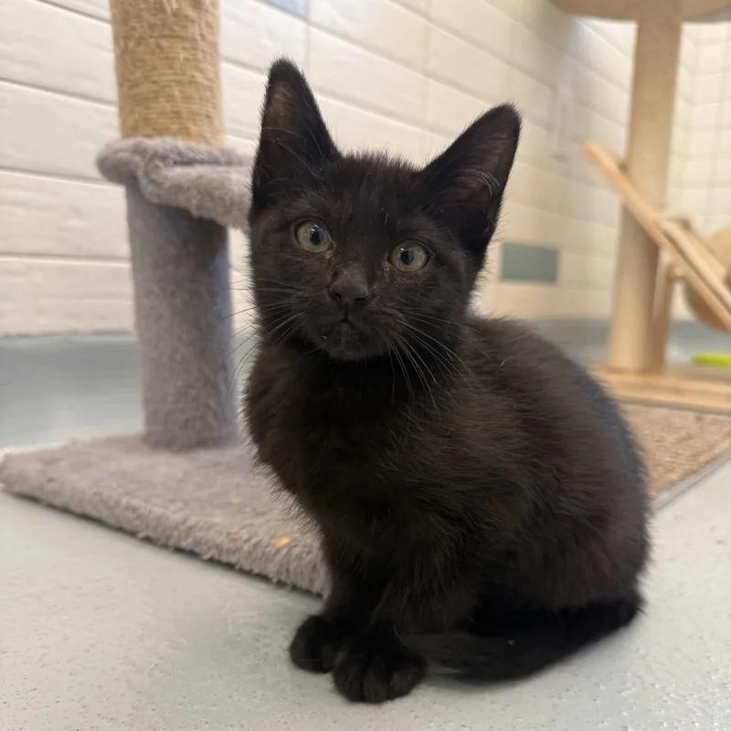 A baby small-sized female Black Domestic Short Hair cat named Vhagar for adoption in Beaumont, TX