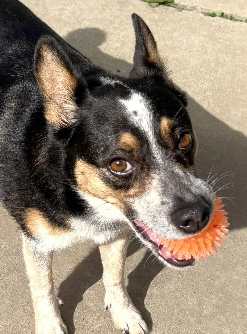 An adult medium-sized female Australian Cattle Dog / Blue Heeler dog named Annie Oakley for adoption in Iowa City, IA