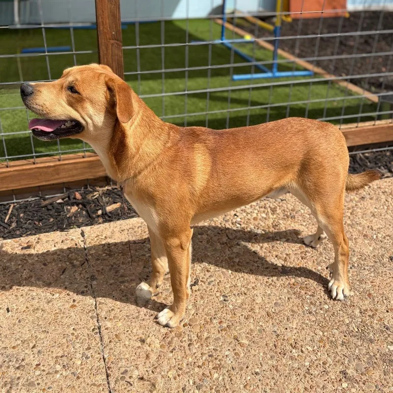 A young large-sized male Yellow / Tan / Blond / Fawn Husky dog named Tater for adoption in Bastrop, TX
