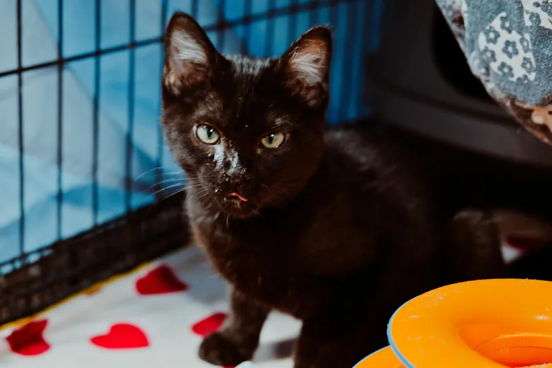 A young medium-sized male Domestic Short Hair cat named Charcoal for adoption in Le Mars, IA