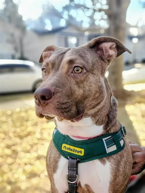 A young medium-sized female Pit Bull Terrier dog named Lindy for adoption in Charlotte, NC