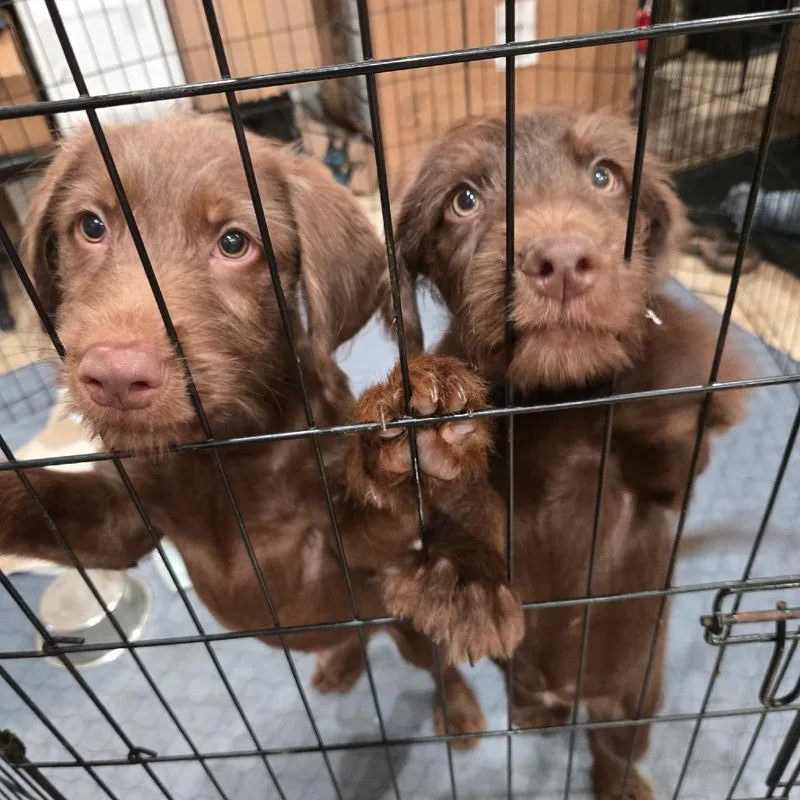 A baby large-sized female Red / Chestnut / Orange German Wirehaired Pointer dog named Dolly for adoption in New Orleans, LA