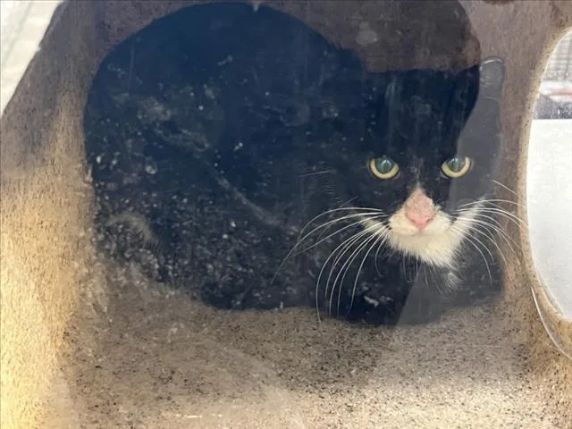 A young small-sized female Domestic Short Hair cat named Eclipse for adoption in Loveland, CO