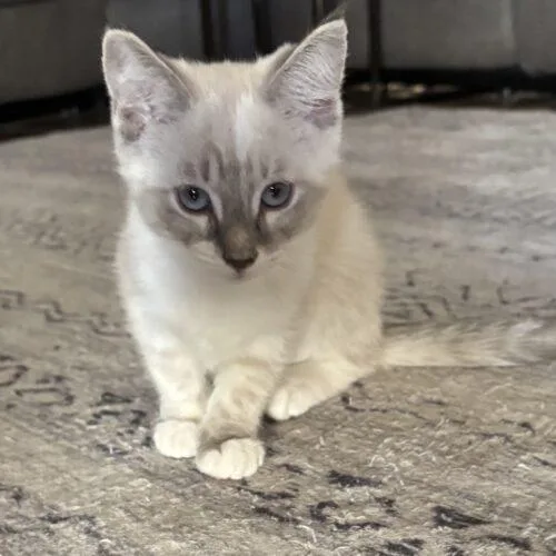 A baby small-sized female Domestic Short Hair cat named Mynx for adoption in Gilbert, AZ