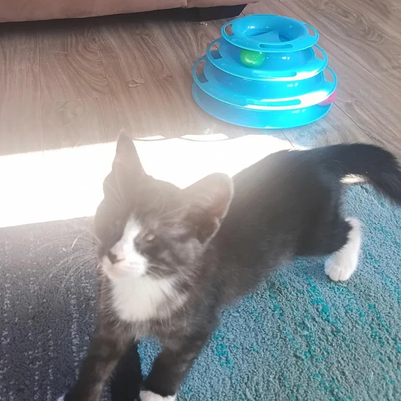 A baby small-sized female Gray / Blue / Silver Domestic Medium Hair cat named Phoenix for adoption in Ferndale, WA