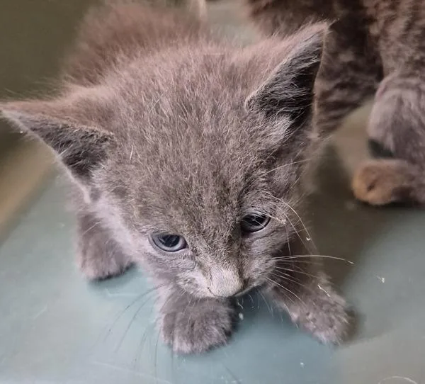 A baby small-sized female Domestic Short Hair cat named If for adoption in Lawrenceville, GA