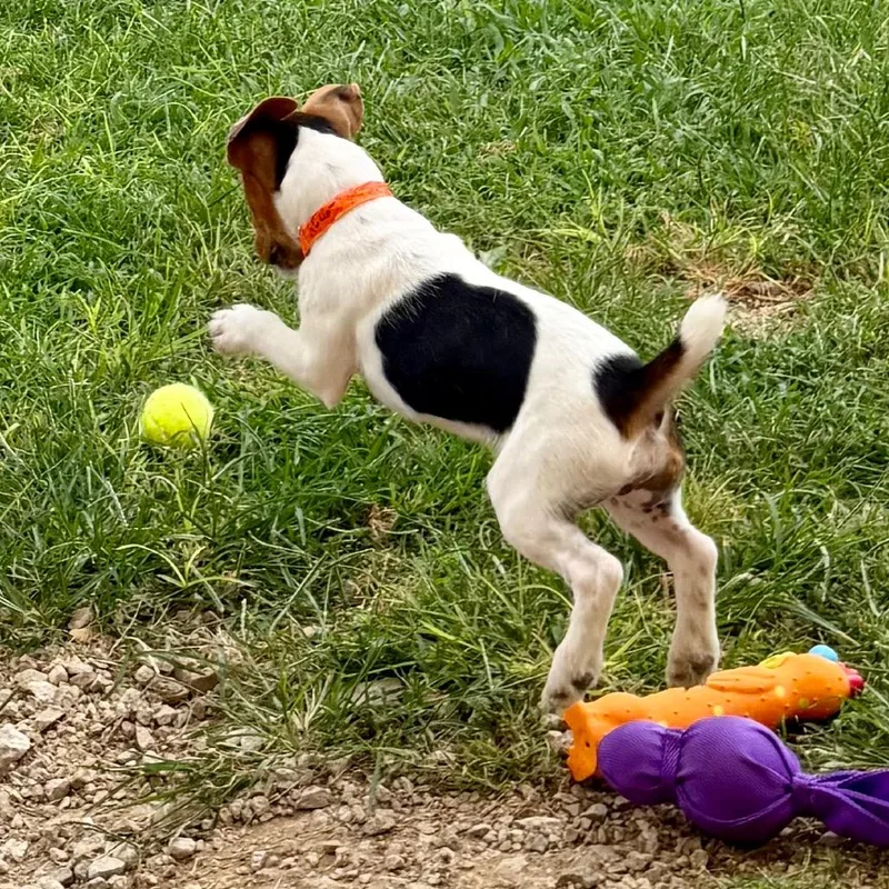 A baby small-sized male Black Jack Russell Terrier dog named Bob  Missouri for adoption in Peyton, CO