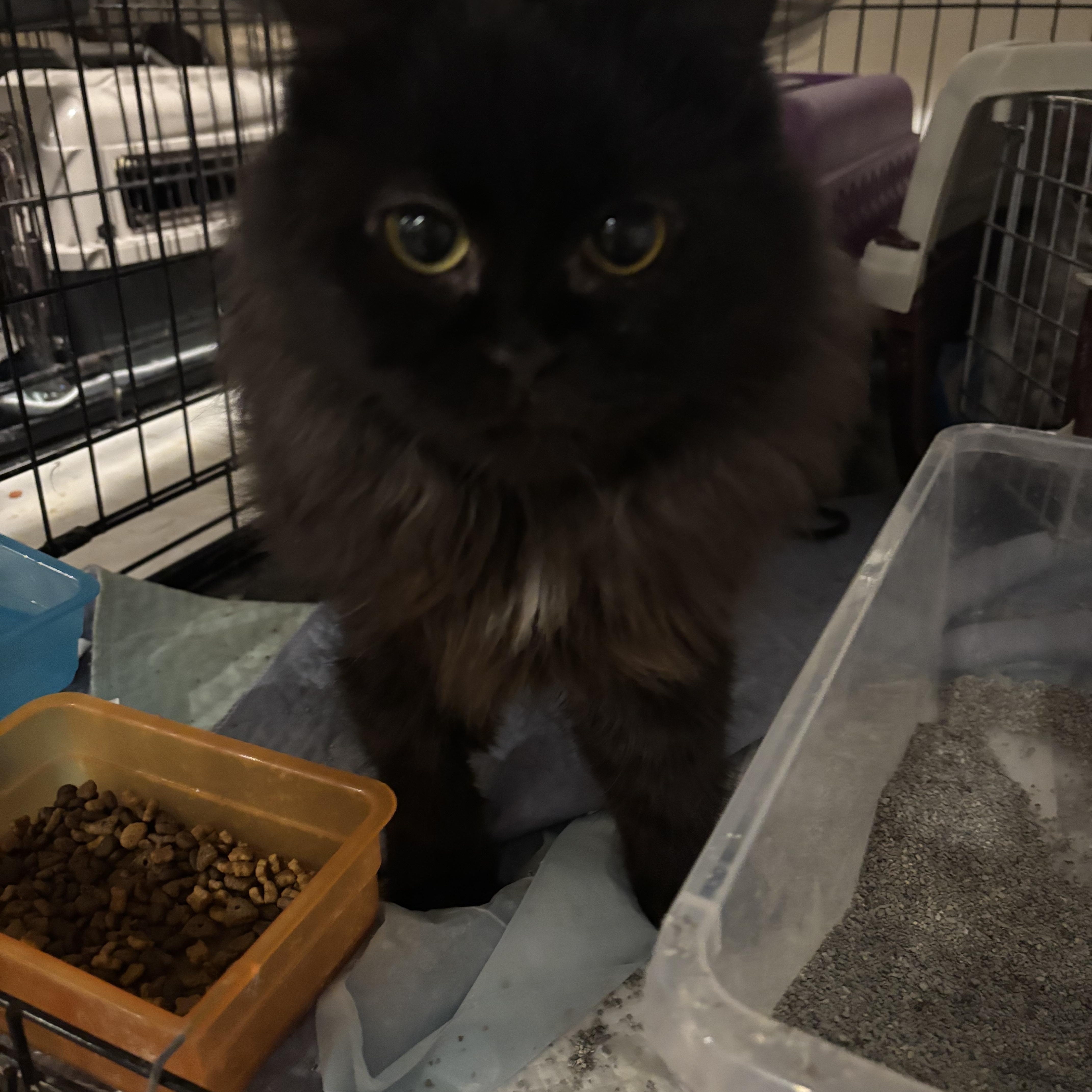 A young medium-sized female Black Persian cat named Missy for adoption in Fairfax, VA