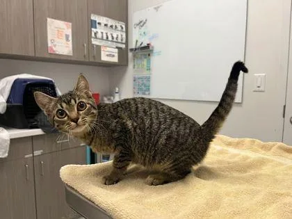 A baby small-sized female Brown / Chocolate Domestic Short Hair cat named Banana Bread? At Work? for adoption in Kansas City, MO
