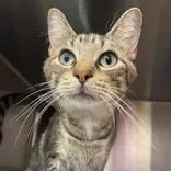 An adult large-sized female Brown / Chocolate Domestic Short Hair cat named Shanice for adoption in Ashtabula, OH