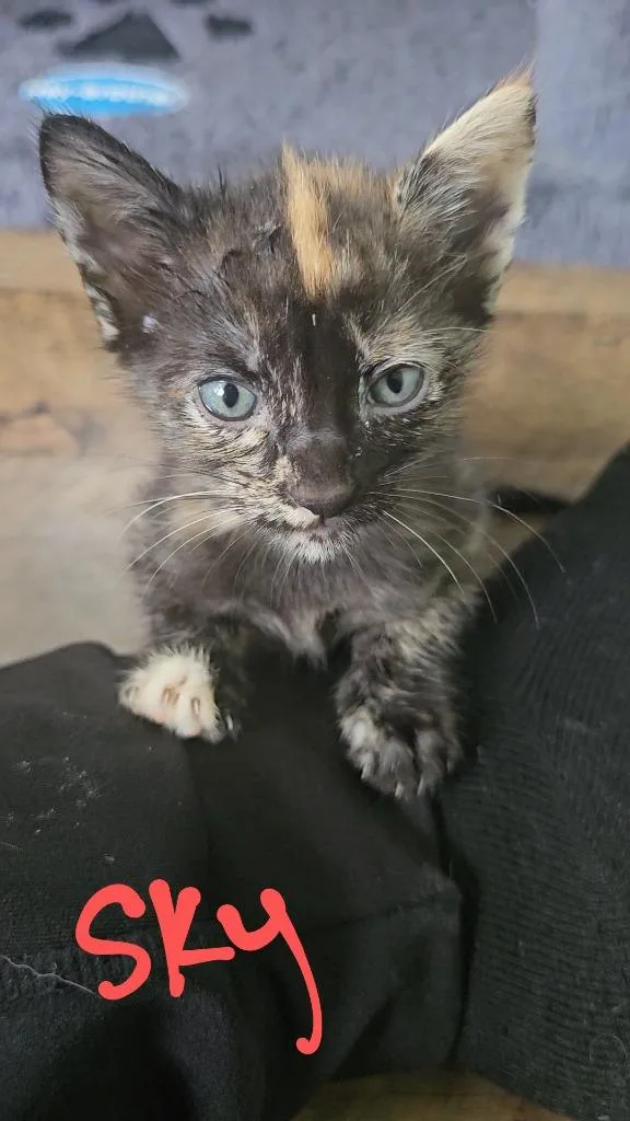 A young small-sized female Domestic Short Hair cat named Sky for adoption in New Braunfels, TX