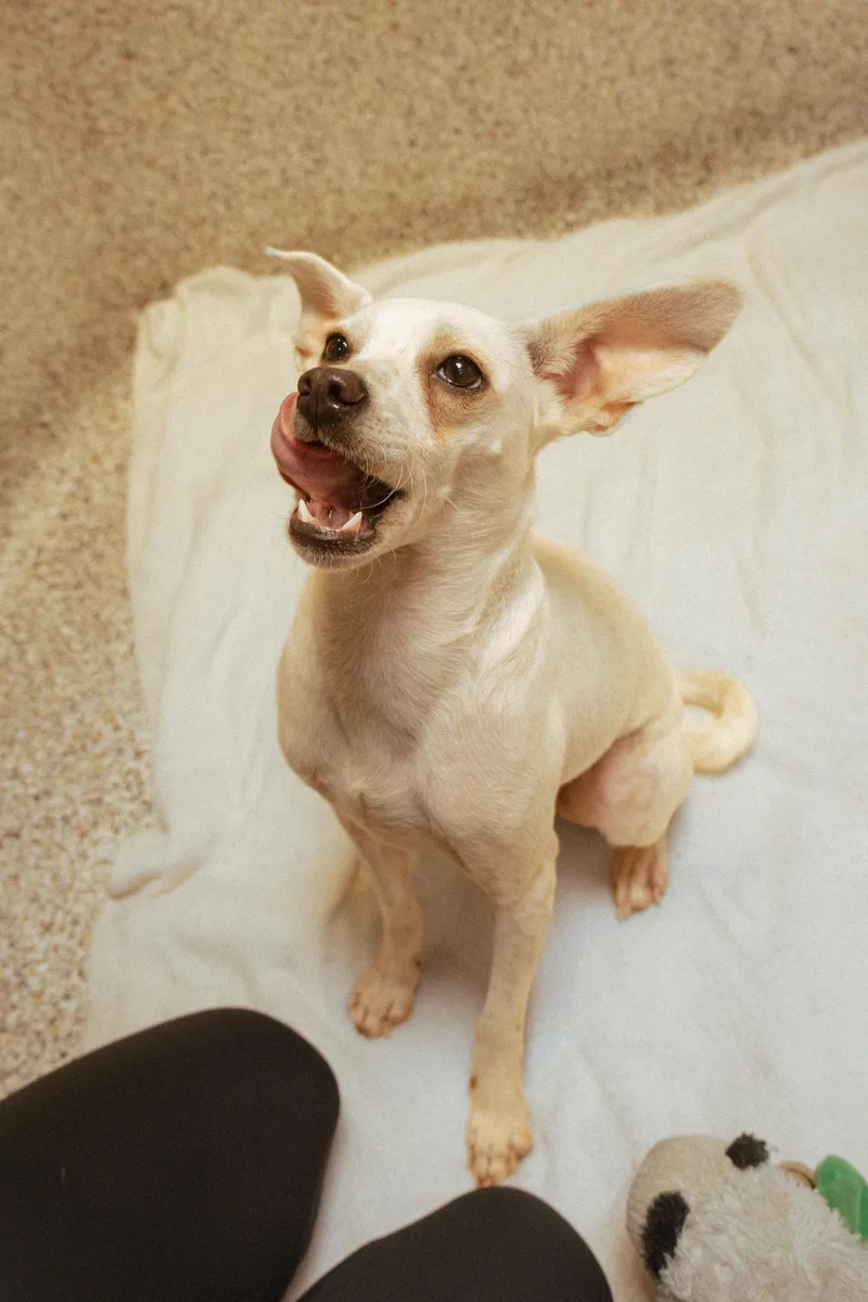 A young small-sized female Whippet dog named Cashew for adoption in Los Angeles, CA