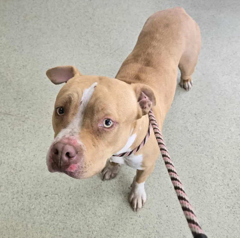 A young medium-sized female Yellow / Tan / Blond / Fawn Pit Bull Terrier dog named Kenzie for adoption in Freeport, IL