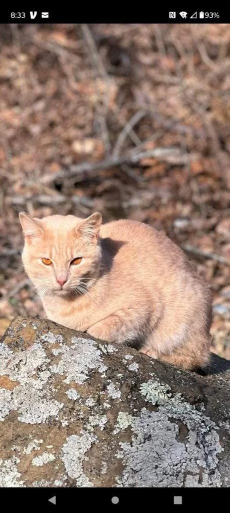 An adult medium-sized male Buff / Tan / Fawn Domestic Short Hair cat named Tarzan for adoption in Cromwell, KY