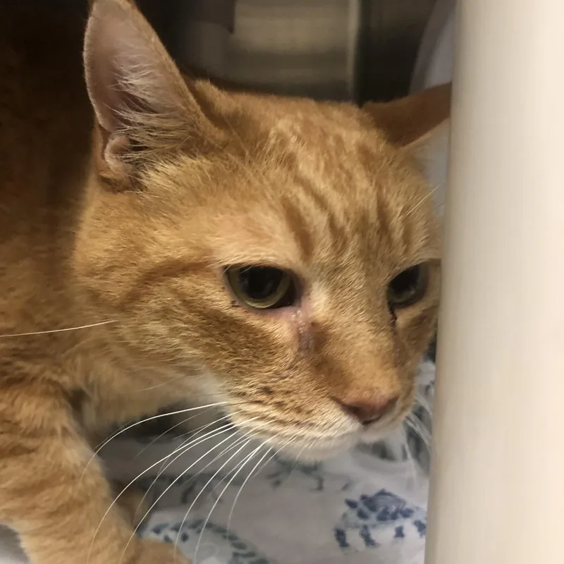 An adult large-sized male Orange / Red Domestic Short Hair cat named Bourbon for adoption in Philadelphia, PA