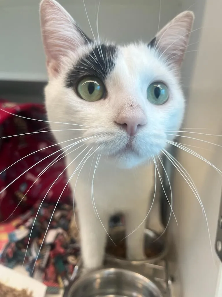 A young medium-sized male Black Domestic Short Hair cat named Jack for adoption in Manassas, VA
