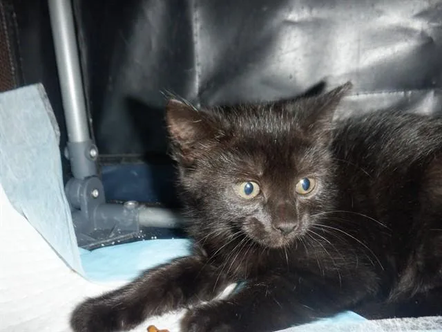 A baby small-sized female Domestic Short Hair cat named Beans for adoption in San Jose, CA