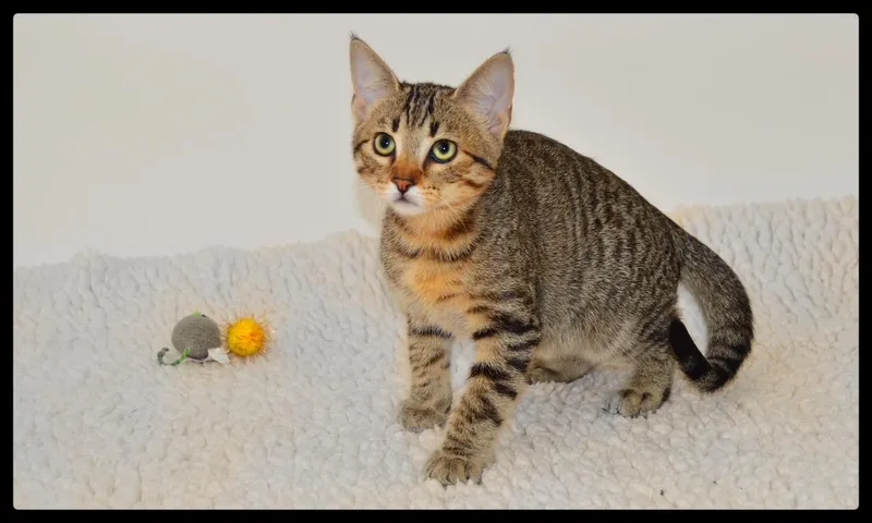 A baby small-sized male Tabby (Brown / Chocolate) Domestic Short Hair cat named Alvin A for adoption in San Andreas, CA