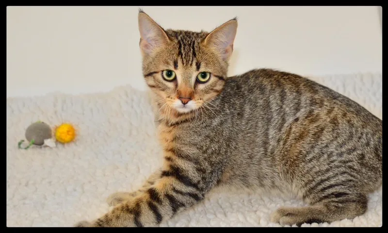 Alvin A thumbnail 2