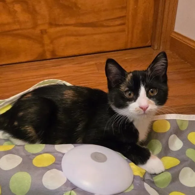 A baby medium-sized female Domestic Short Hair cat named Beatrice and Mabel for adoption in Farmington, MN