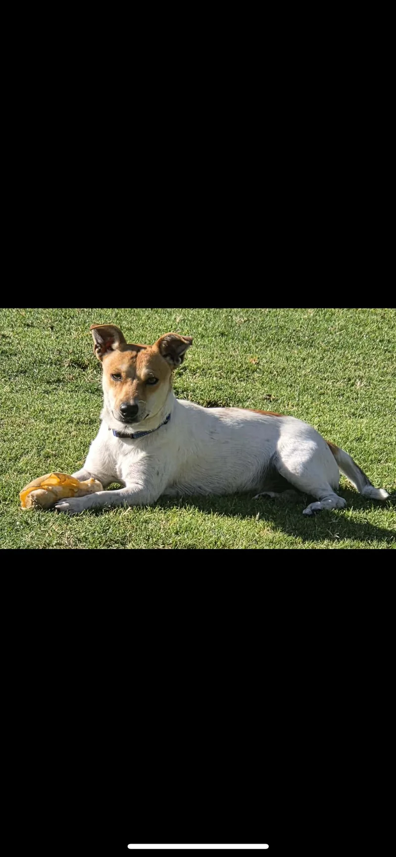 A young small-sized male Apricot / Beige Jack Russell Terrier dog named Willy for adoption in Hamden, CT