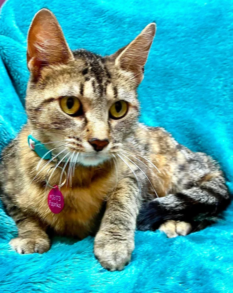 A young medium-sized female Tabby (Gray / Blue / Silver) Domestic Short Hair cat named Paprika for adoption in Alexandria, MN