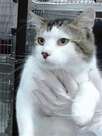 A young large-sized male Domestic Medium Hair cat named Finn for adoption in Salinas, CA