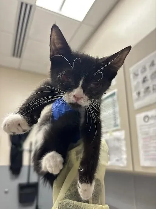 A baby small-sized male Domestic Short Hair cat named Sylvester for adoption in Las Vegas, NV