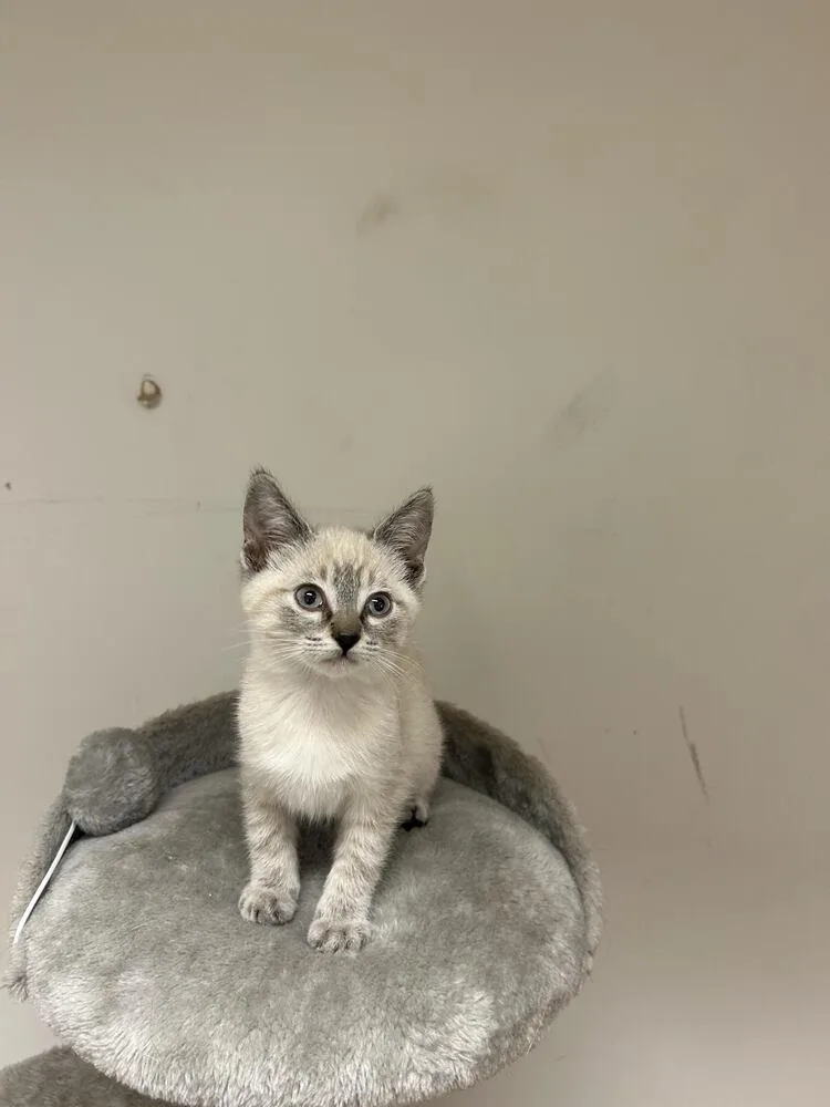 A baby small-sized male Siamese cat named Pip for adoption in Lancaster, CA