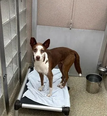 An adult medium-sized female Husky dog named Cielo for adoption in Washington, DC