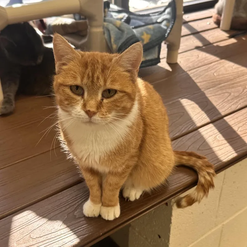 Butternut Squash Mac And thumbnail 3