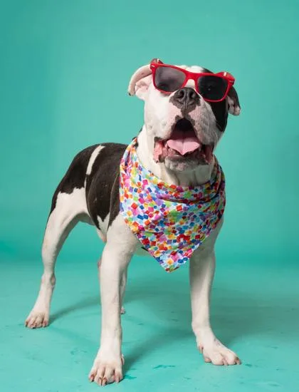 An adult large-sized male Mixed Breed dog named Chuck for adoption in Atlanta, GA