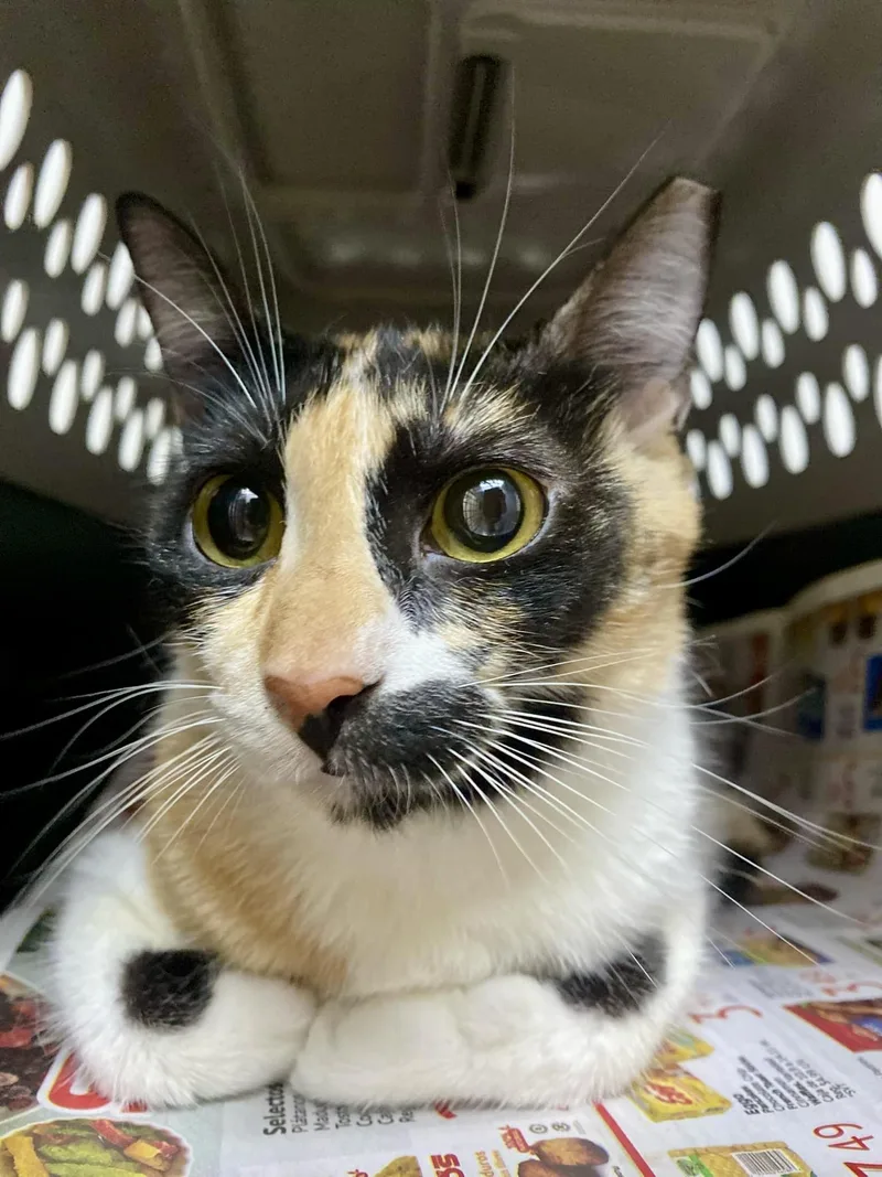 Gatubela thumbnail 2