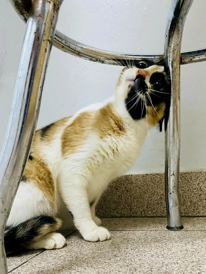 Gatubela thumbnail 3