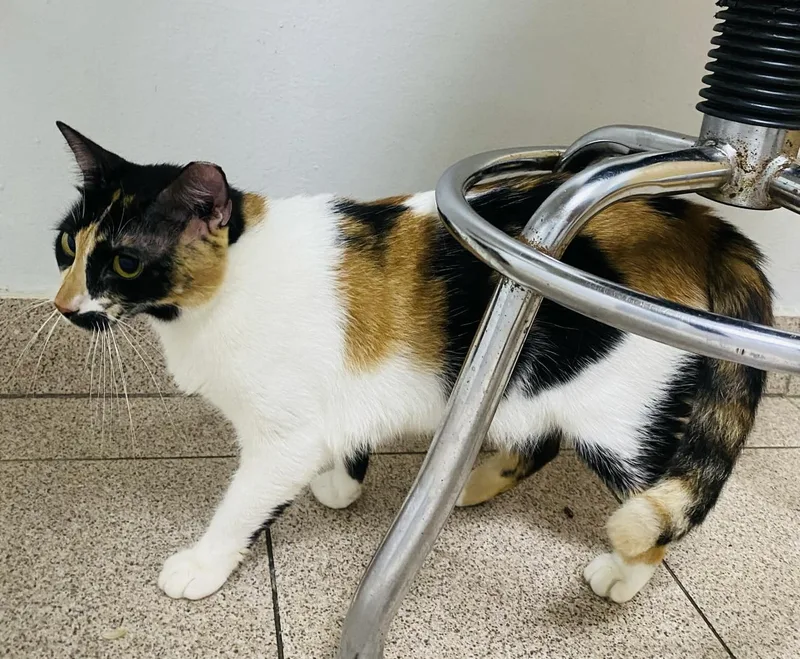 Gatubela thumbnail 4