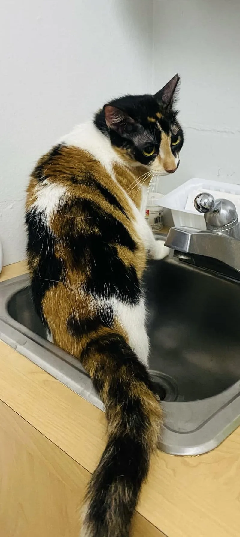 Gatubela thumbnail 5