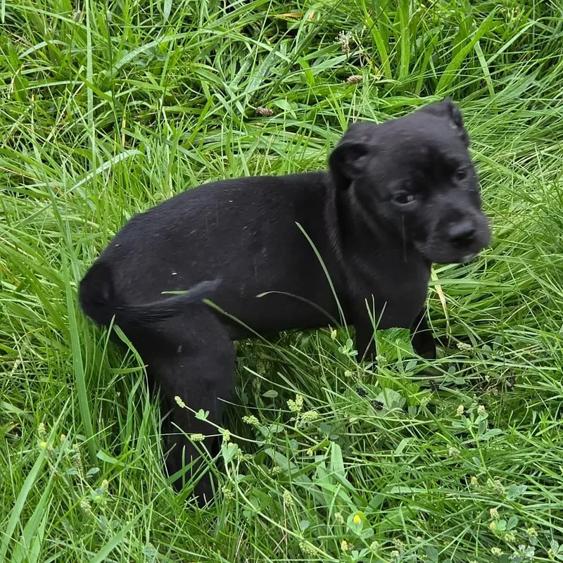 A baby medium-sized male American Staffordshire Terrier dog named Scuttle for adoption in East Peoria, IL