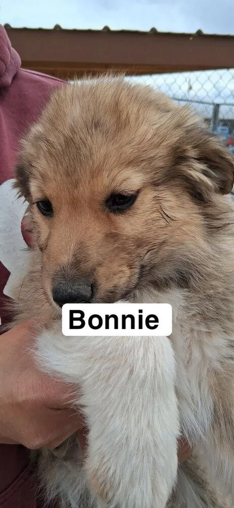 Bonnie