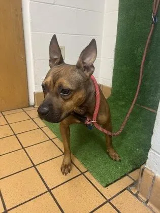 An adult medium-sized female Pit Bull Terrier dog named Wildflower for adoption in Gainesville, FL