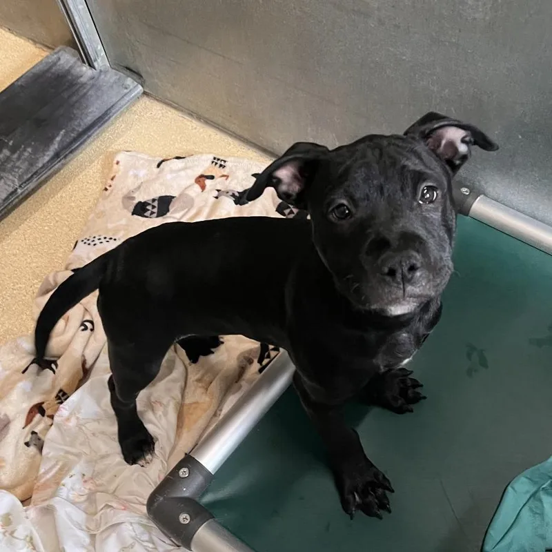 A baby medium-sized female Black Mixed Breed dog named Victoria for adoption in Fairport, NY