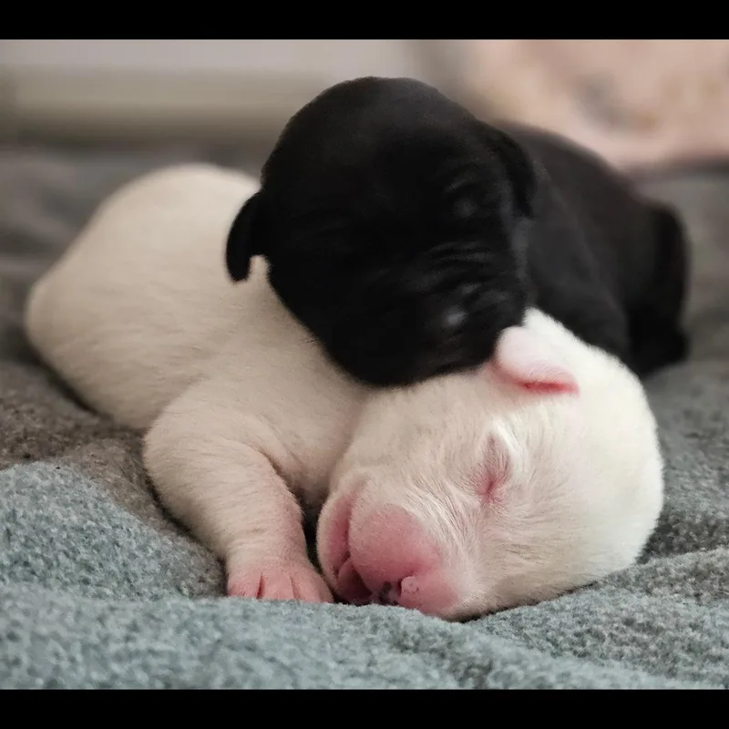 A baby medium-sized male White / Cream Mixed Breed dog named Comet for adoption in Atlanta, GA