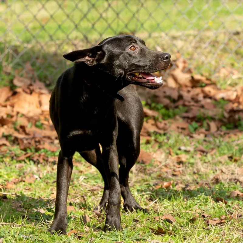 Vera Fang thumbnail 3